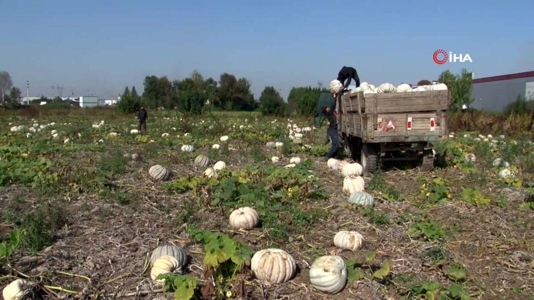 O ilimizde yetişiyor: Almanlar ve İtalyanlar kapış kapış alıyor! Çorba, lokum, marmelat, reçel yapılıyor 20
